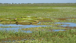 Una mirada multiescala de las lagunas de la planicie del Bajo Paraná y su vegetación